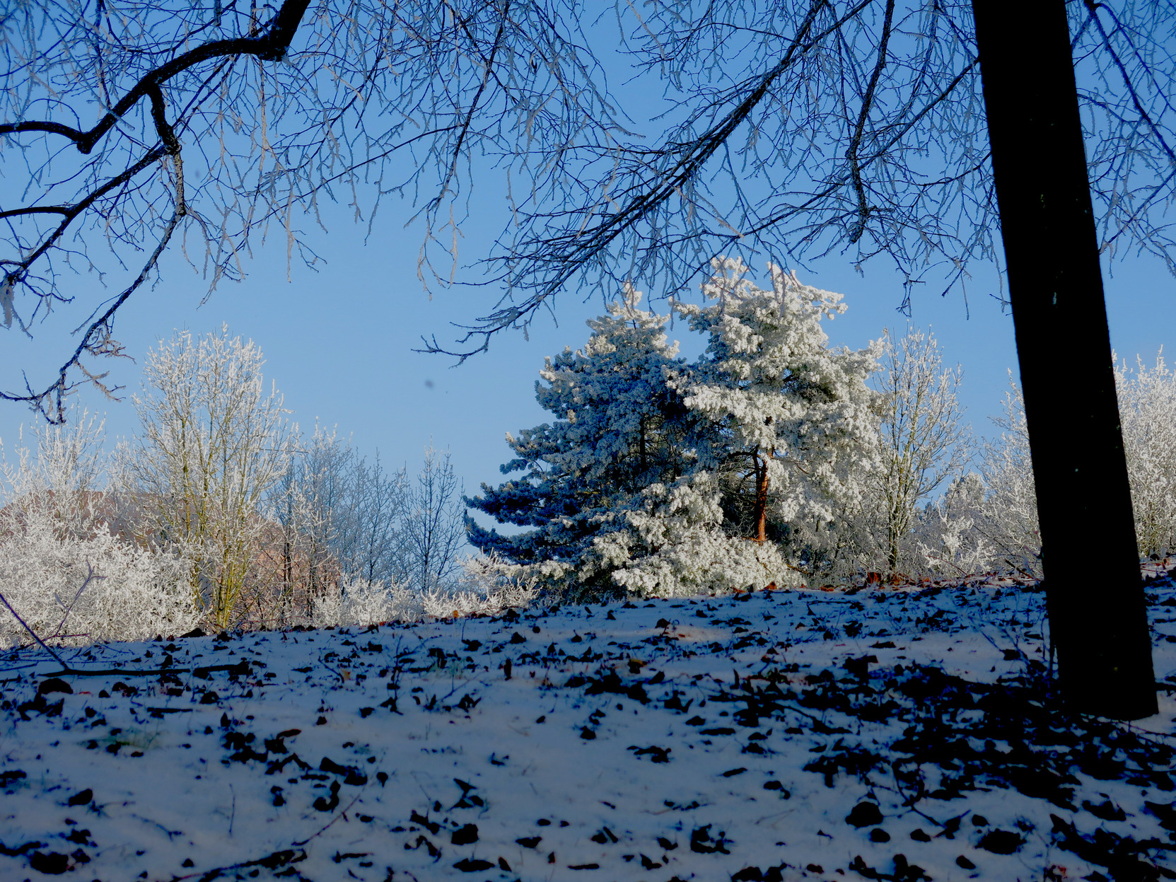 a snowy hill with a snowy tree